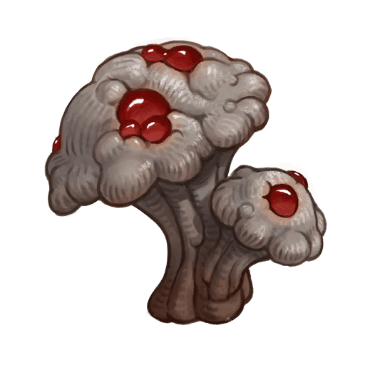 Agaric Mushroom — sole ingredient for The Cogah Elixir